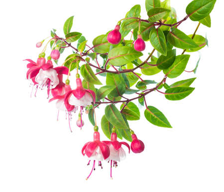 blossoming branch of a fuchsiaの写真素材