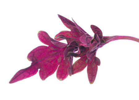 red painted nettle leaf, isolated