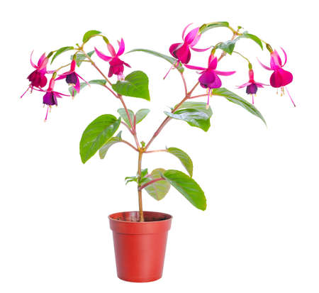 fuchsia flower houseplants in flower pot, isolated on white backgroundの写真素材