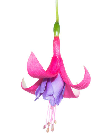 flowers of a fuchsia isolated,  Tennessee Walts