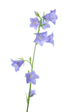 branch blue hand bell on a white background, isolated の写真素材