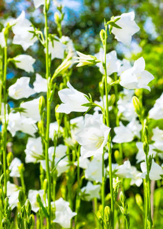 glade with white bell flower, background の写真素材