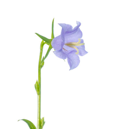 bluebell isolated on a white background の写真素材