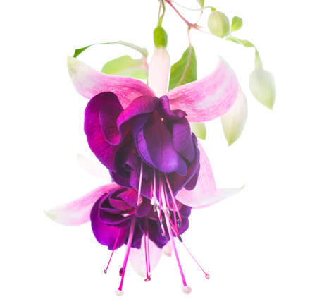 fuchsia isolated on white  background, Tamara Balyasnikovaの写真素材