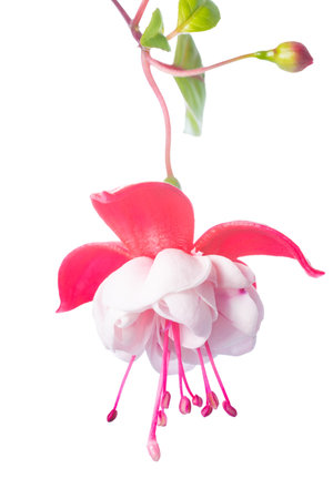 white  and pink fuchsia flower isolated on white background, White Eyes