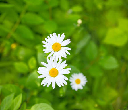 camomiles on a green meadow, backgroundの写真素材