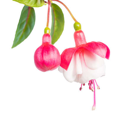 fuchsia isolated on white  background, Alwinの写真素材