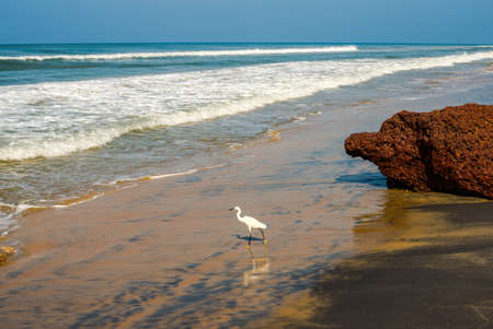 beautiful landscape of the coast with a white bird of Varkala  India, Keralaの写真素材