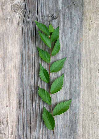 rough wooden background with elm branch