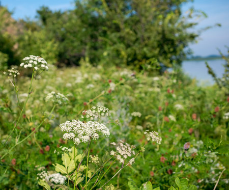 field grass with a wasp, a landscapeの写真素材