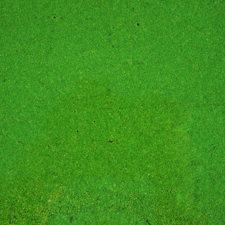 The surface of river is covered with green duckweed