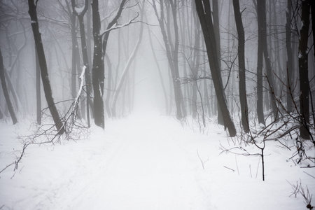The Christmas mysterious winter snowy forest in a fogの写真素材
