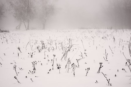 Winter landscape of a frosty field on a foggy background of treesの写真素材
