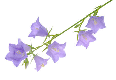 branch blue hand bell on a white background, isolatedの写真素材