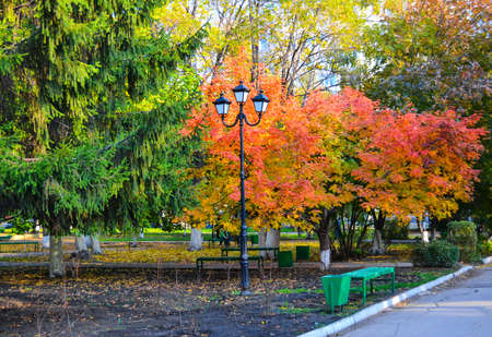city park with a background from autumn leavesの写真素材