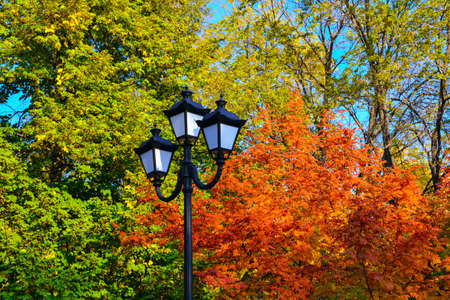 city lamp with a background from autumn leavesの写真素材