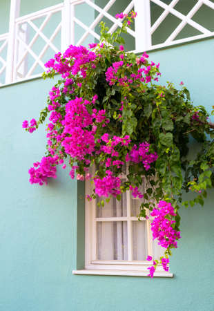 the window framed with fresh  flowersの写真素材