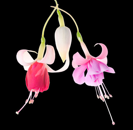 flowers of a fuchsia of different grades, isolated on black , closeup