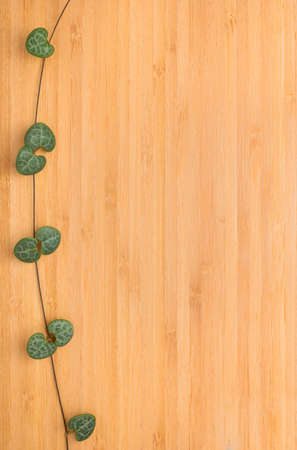 texture of bamboo with a beautiful branch , wooden backgroundの写真素材