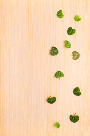 leaves Ceropegia Woodii on wood textureの写真素材