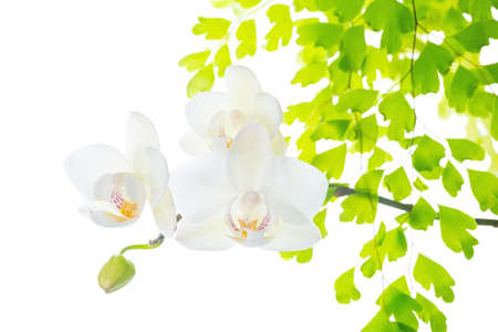 blooming white orchid with leaves fern,  isolated on white  backgroundの写真素材