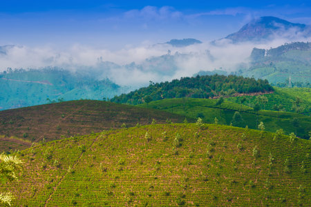 tea plantation with young shoots of tea