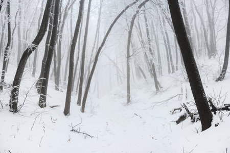 road in a xmas  snowy winter forestの写真素材
