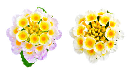 flower Lantana camara is isolated on white background, closeupの写真素材
