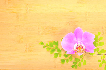 lilac  orchid and green branch on bamboo  の写真素材