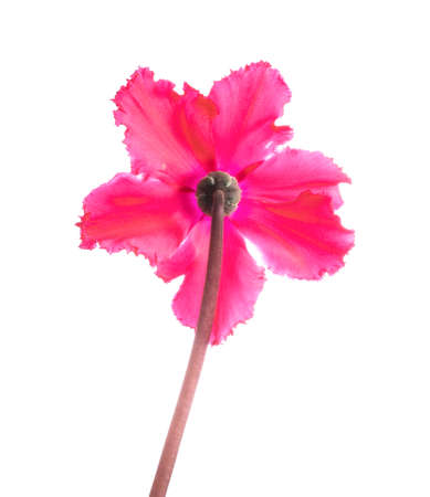 red cyclamen backwards is isolated on white background, closeupの写真素材