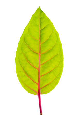 green leaf with red veins