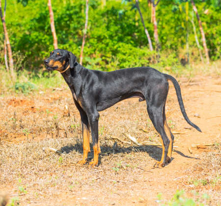 beautiful  big dog standing on outdoor, dobermanの写真素材