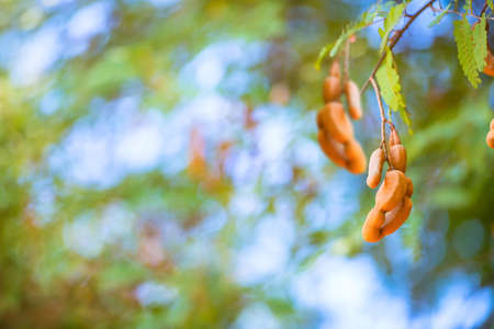 tamarind twig on green bright backgroundの写真素材