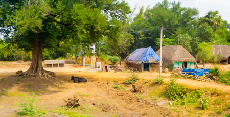 beautiful landscape of the village houses with thatched roof, India, Tamil Nadu, near Thanjavourの写真素材