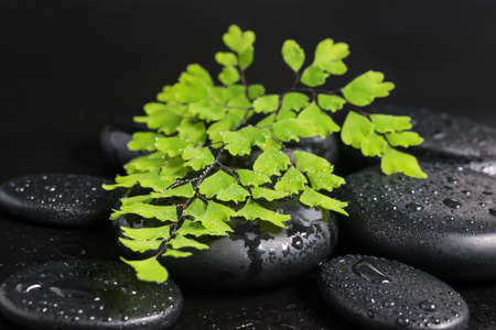 Spa still life with green branch of maidenhair and zen stones with drops の写真素材