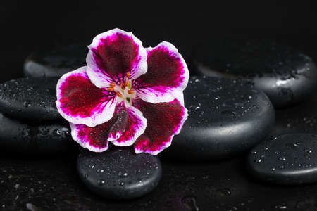 Spa concept with beautiful deep purple flower and zen stones with drops on black  backgroundの写真素材