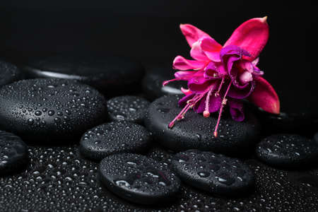 Spa concept of pink with red fuchsia flower and zen stones with drops closeupの写真素材