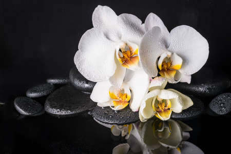 Spa concept of beautiful white with yellow orchid (phalaenopsis) and zen stones with drops and reflection on waterの写真素材