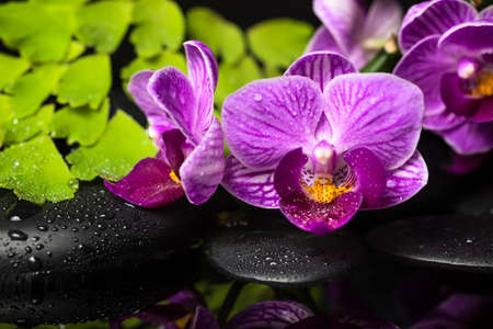 Spa still life of violet orchid (phalaenopsis), green branch of maidenhair, zen stones with drops and reflection on waterの写真素材