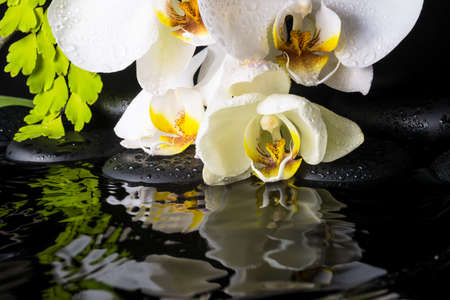 Spa still life of white orchid (phalaenopsis), green branch of maidenhair, zen stones with drops and ripple reflection on waterの写真素材