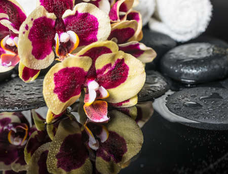 Spa stones with drops and blooming twig of orchid (phalaenopsis ) with reflection on waterの写真素材