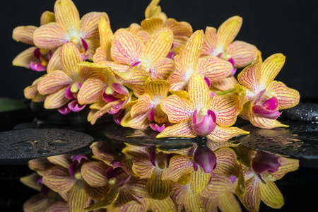 Beautiful spa setting of zen stones with drops and blooming twig of stripped orange orchid (phalaenopsis ), reflection on waterの写真素材