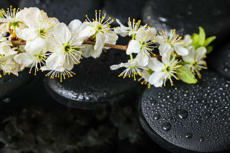 Beautiful Spa still life of zen stones with drops and blooming twig of plum with reflection on waterの写真素材