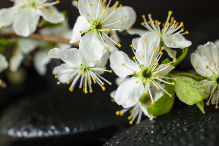 Beautiful Spa concept of zen stones with drops and blooming twig of plum の写真素材