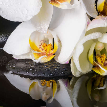 Spa concept of white orchid (phalaenopsis), green branch of maidenhair, zen stones with drops and reflection on waterの写真素材