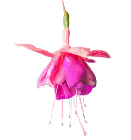 lilac and white fuchsia, isolated on white backgroundの写真素材