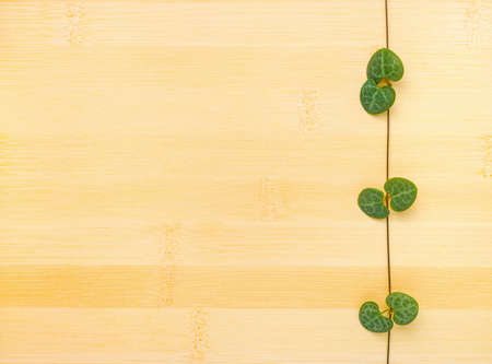 tendril Ceropegia Woodii on bamboo wooden backgroundの写真素材