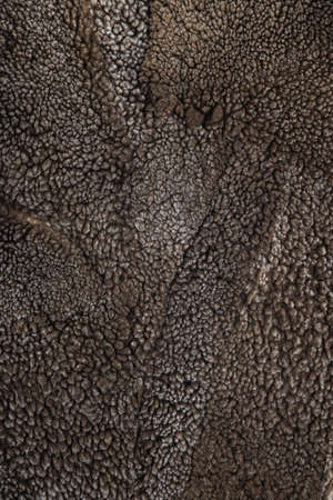 sheep fur texture, Mouton (manufactured sheepskin) backgroundの写真素材