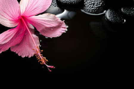 spa concept  of  blooming pink hibiscus and zen stones with drops on water, closeupの写真素材