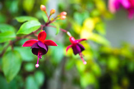 blossoming branch red and dark-cherry fuchsia in nature, `Huetâs Kwarts`, closeup の写真素材